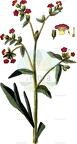 Pardoglossum cheirifolium