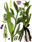 Symphytum officinale