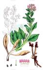 Mertensia maritima