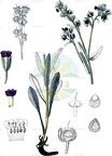 Pardoglossum cheirifolium