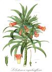 Lobostemon regulariflorus