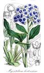 Myosotidium hortensium