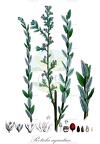 Rotula aquatica