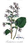 Trachystemon orientalis