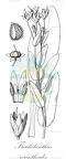 Trachelanthus cerinthoides