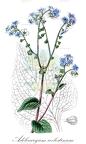 Adelocaryum coelestinum
