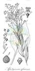 Afrotysonia africana