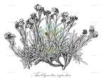 Amblynotus rupestris