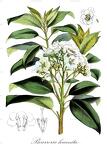 Bourreria huanita
