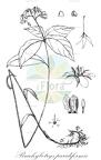 Brachybotrys paridiformis