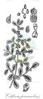 Coldenia procumbens