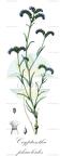 Cryptantha phaceloides
