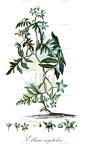 Ellisia nyctelea