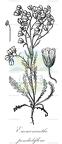 Emmenanthe penduliflora