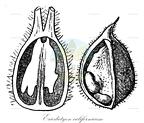 Eriodictyon californicum