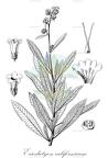 Eriodictyon californicum