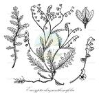 Eucrypta chrysanthemifolia