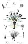 Hesperochiron californicus