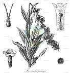 Turricula parryi