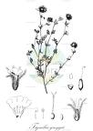 Tiquilia greggii