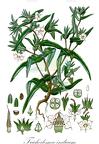 Trichodesma indicum