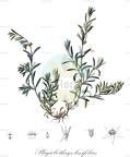 Plagiobothrys linifolius