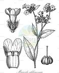 Microula sikkimensis