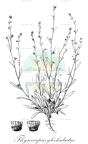 Thyrocarpus glochidiatus