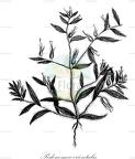 Podonosma orientalis