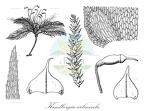 Kindbergia arbuscula