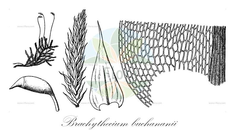Brachythecium buchananii