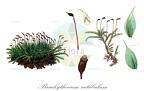 Brachythecium rutabulum
