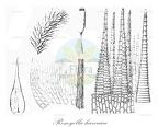 Remyella hawaica