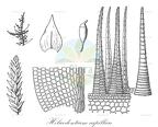 Helicodontium capillare