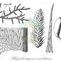 Rhynchostegium serrulatum