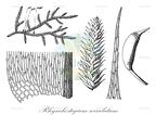 Rhynchostegium serrulatum