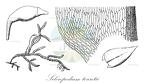 Scleropodium touretii
