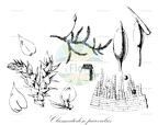 Clasmatodon parvulus
