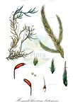 Homalothecium lutescens