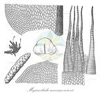 Myuroclada maximowiczii
