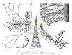 Oxyrrhynchium clinocarpum