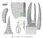 Homalotheciella subcapillata