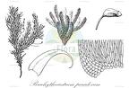 Brachytheciastrum paradoxum