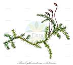 Brachytheciastrum velutinum