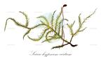 Sciuro-hypnum curtum