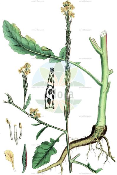 Hirschfeldia incana
