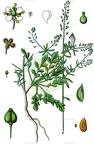 Lepidium graminifolium