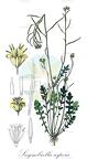 Sisymbrium officinale