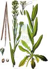 Turritis glabra