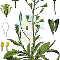 Capsella bursa-pastoris